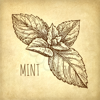 Ink sketch of mint on old paper background. Hand drawn vector illustration. Retro style.