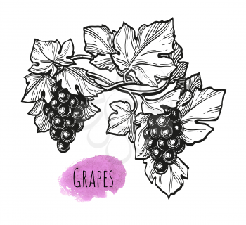 Hand drawn vector illustration of grapes. Ink sketch isolated on white background. Retro style.