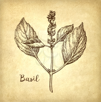 Basil ink sketch on old paper background. Hand drawn vector illustration. Retro style.