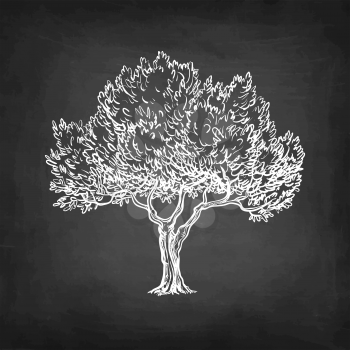 Chalk sketch of olive tree on blackboard background. Hand drawn vector illustration. Retro style.