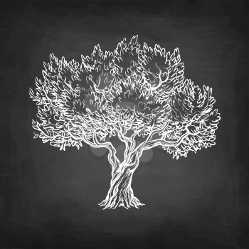 Chalk sketch of olive tree on blackboard background. Hand drawn vector illustration. Retro style.