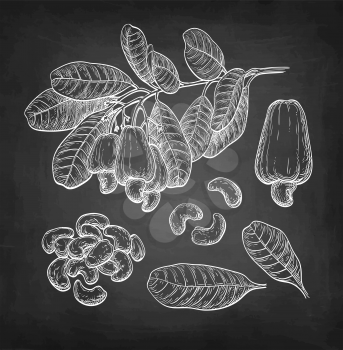 Cashew big set. Chalk sketch of nuts on blackboard background. Hand drawn vector illustration. Retro style.