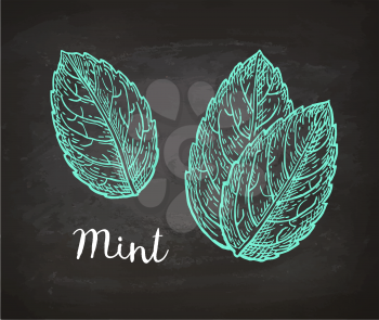 Chalk sketch of mint leaves on blackboard background. Hand drawn vector illustration. Retro style.
