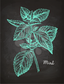 Chalk sketch of mint on blackboard background. Hand drawn vector illustration. Retro style.