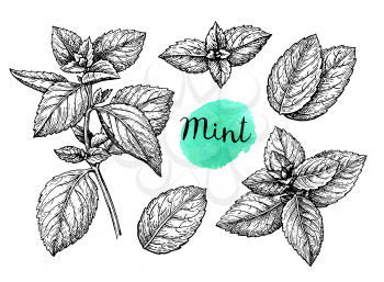 Retro style ink sketch of mint. Isolated on white background. Hand drawn vector illustration.