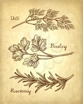 Herbs set. Old paper background. Hand drawn vector illustration. Retro style.