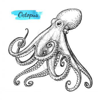 Octopus ink sketch. Isolated on white background. Hand drawn vector illustration. Retro style.