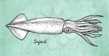 Squid ink sketch on old paper. Watercolor background. Hand drawn vector illustration. Retro style.