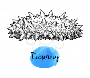 Trepang ink sketch. Isolated on white background. Hand drawn vector illustration. Retro style.