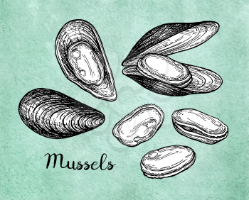 Mussels sketch set on old paper. Watercolor background. Hand drawn vector illustration. Retro style.