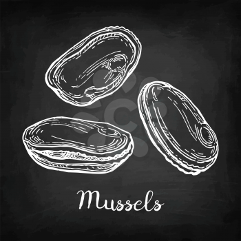 Mussels. Chalk sketch on blackboard background. Hand drawn vector illustration. Retro style.
