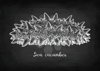 Sea cucumber. Chalk sketch on blackboard background. Hand drawn vector illustration. Retro style.