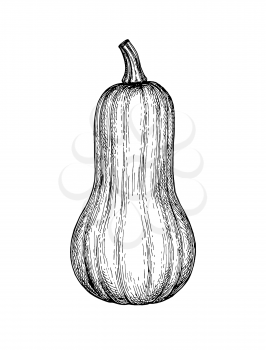 Ink sketch of butternut squash isolated on white background. Hand drawn vector illustration. Retro style.