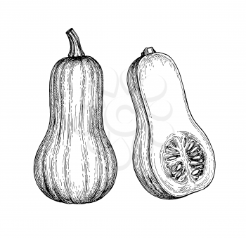 Ink sketch of butternut squash isolated on white background. Hand drawn vector illustration. Retro style.