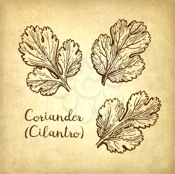 Coriander, cilantro or Chinese parsley. Ink sketch set on old paper background. Hand drawn vector illustration. Retro style.