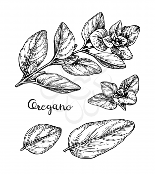 Oregano set. Ink sketch isolated on white background. Hand drawn vector illustration. Retro style.