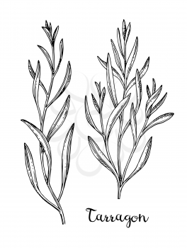 Tarragon set. Ink sketch isolated on white background. Hand drawn vector illustration. Retro style.