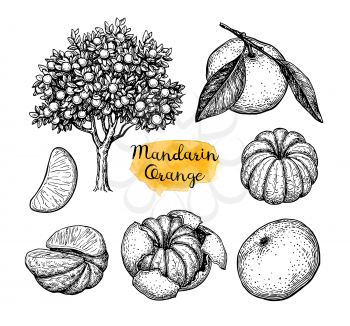 Mandarin orange set. Ink sketch isolated on white background. Hand drawn vector illustration. Retro style.