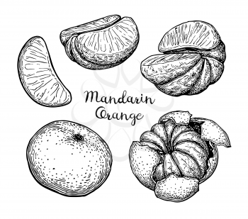 Mandarin orange set. Ink sketch isolated on white background. Hand drawn vector illustration. Retro style.