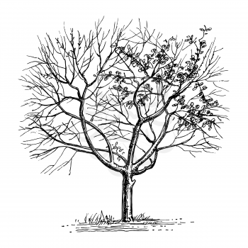 Ink sketch of dry cherry tree. Isolated on white background. Hand drawn vector illustration. Retro style.