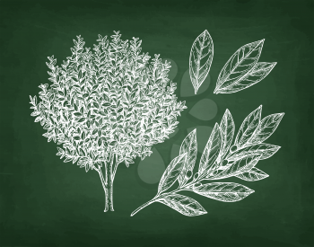 Bay laurel tree, branch and leaves. Chalk sketch on blackboard background. Hand drawn vector illustration. Retro style.