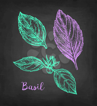 Basil set. Chalk sketch on blackboard background. Hand drawn vector illustration. Retro style.
