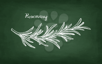 Chalk sketch of rosemary branch on blackboard background. Hand drawn vector illustration. Retro style.