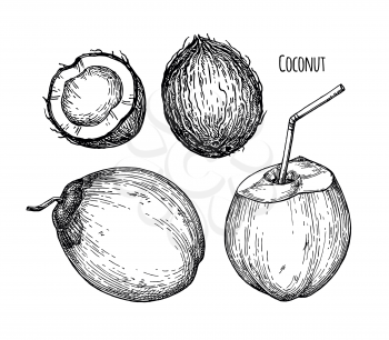 Ink sketch of young green coconuts. Isolated on white background. Hand drawn vector illustration. Retro style.