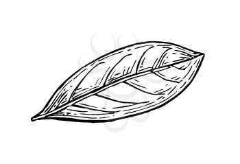 Bay leaf ink sketch. Isolated on white background. Hand drawn vector illustration. Retro style.