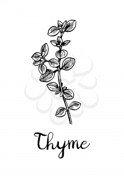 Thyme ink sketch. Isolated on white background. Hand drawn vector illustration. Retro style.