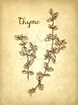 Thyme ink sketch on old paper background. Hand drawn vector illustration. Retro style.
