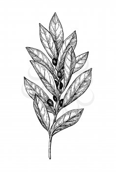 Bay laurel branch. Ink sketch isolated on white background. Hand drawn vector illustration. Retro style.