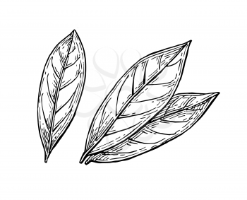 Bay leaves ink sketch. Isolated on white background. Hand drawn vector illustration. Retro style.