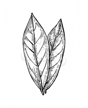 Bay leaves ink sketch. Isolated on white background. Hand drawn vector illustration. Retro style.