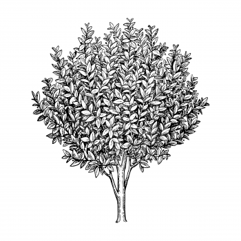Bay laurel tree. Ink sketch isolated on white background. Hand drawn vector illustration. Retro style.