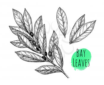 Bay leaves set. Isolated on white background. Hand drawn vector illustration. Retro style.