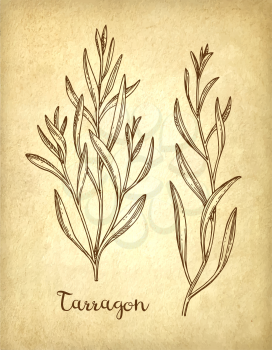 Tarragon set. Ink sketch on old paper background. Hand drawn vector illustration. Retro style.
