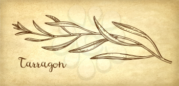 Tarragon ink sketch on old paper background. Hand drawn vector illustration. Retro style.