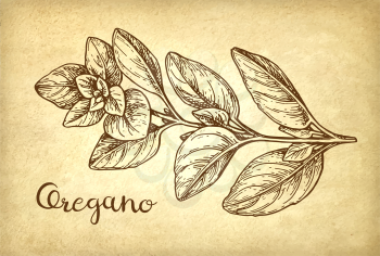 Oregano ink sketch on old paper background. Hand drawn vector illustration. Retro style.
