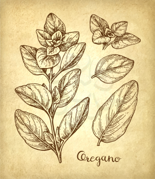 Oregano set. Ink sketch on old paper background. Hand drawn vector illustration. Retro style.