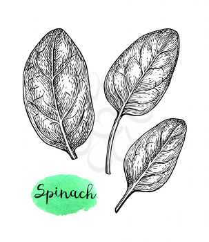 Ink sketch of spinach. Isolated on white background. Hand drawn vector illustration. Retro style.