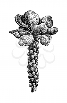 Brussels sprout. Ink sketch isolated on white background. Hand drawn vector illustration. Retro style.