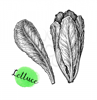 Lettuce. Ink sketch isolated on white background. Hand drawn vector illustration. Retro style.