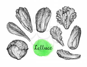 Lettuce, iceberg and chinese cabbage. Ink sketch collection isolated on white background. Vegetables set. Hand drawn vector illustration. Retro style.