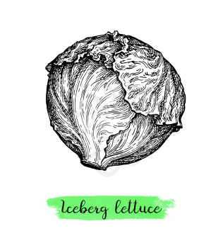 Lettuce iceberg. Ink sketch isolated on white background. Hand drawn vector illustration. Retro style.
