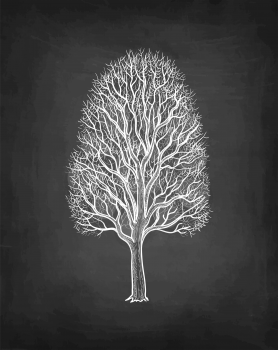 Maple without leaves. Winter tree. Chalk sketch on blackboard background. Hand drawn vector illustration. Retro style.