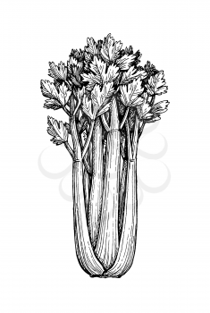 Celery stalks. Ink sketch isolated on white background. Hand drawn vector illustration. Retro style.