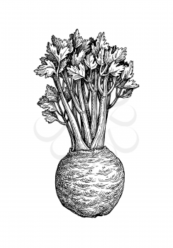 Celery with stalks, greens and root. Ink sketch isolated on white background. Hand drawn vector illustration. Retro style.