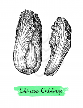 Napa or Chinese cabbage. Ink sketch isolated on white background. Hand drawn vector illustration. Retro style.