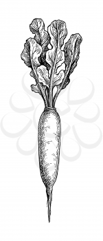Daikon. Ink sketch of radish isolated on white background. Vegetables set. Hand drawn vector illustration. Retro style.